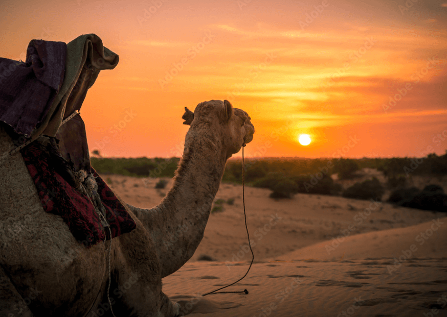 Balade en dromadaire dans le désert de Lompoul au Sénégal - expérience touristique
